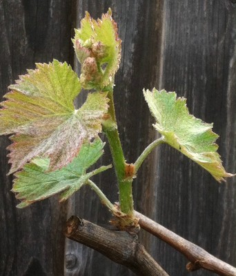 JAPANESE GRAPE KYOHO - DEEP PURPLE, FLAVORFUL - 1 Rooted Vine from Cutting