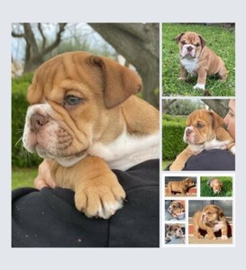 British Bulldog Puppies Dogs Puppies Gumtree Australia Port Adelaide Area Semaphore 1282168071