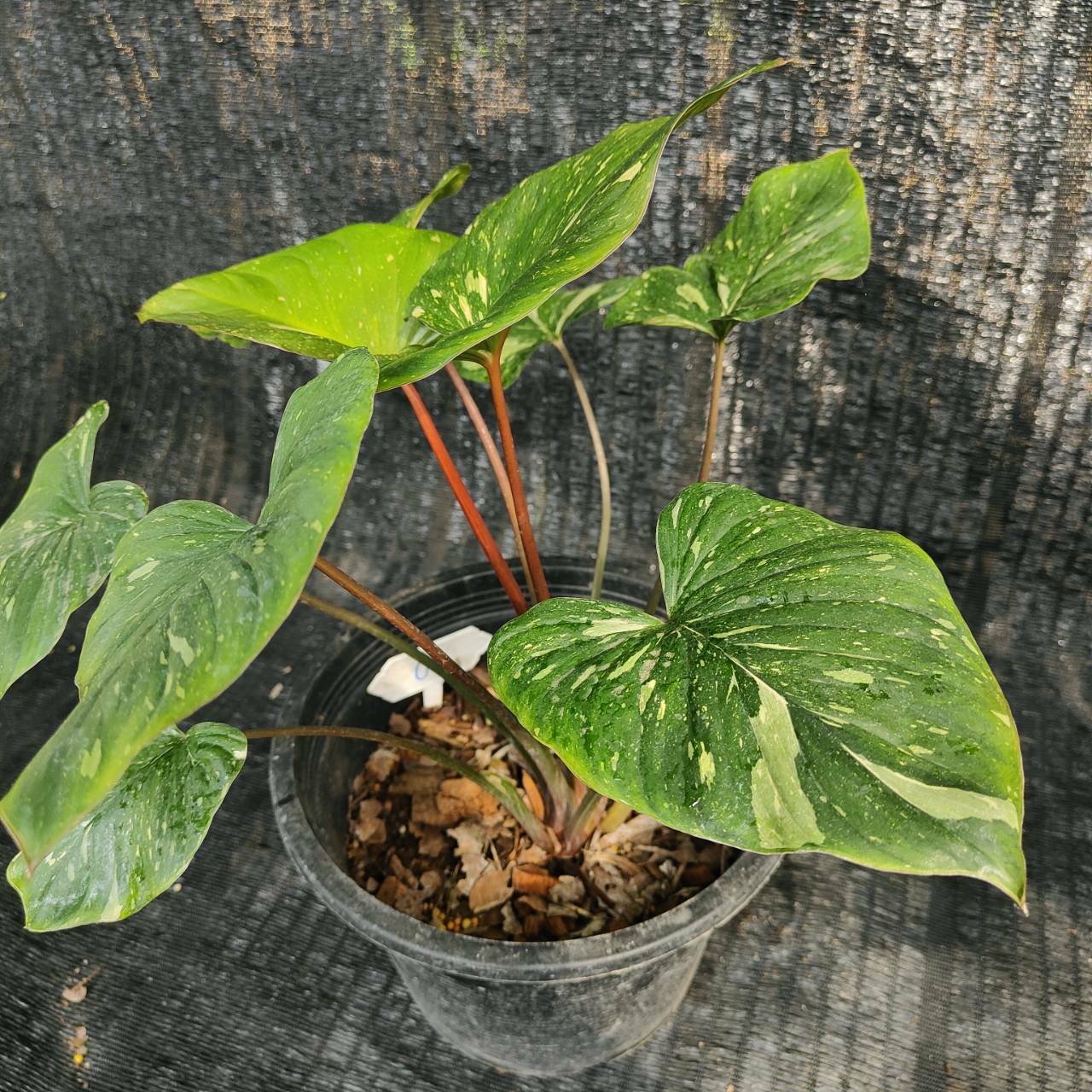 f*.様 0*0様 Homalomena rubescens❤︎pink'var Homalomena Rubescens Pink Variegated – TerraFlora Global