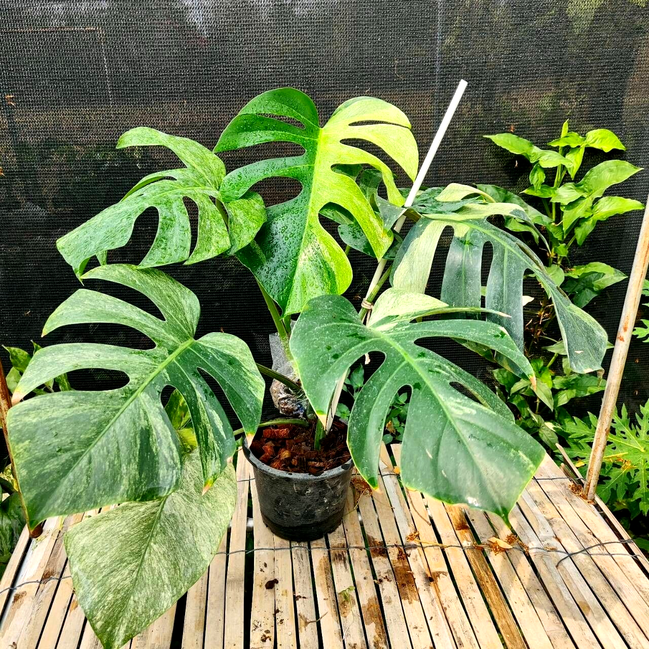 Large Form Monstera Deliciosa Mint Tropical Houseplant Fully Large Form Monstera Deliciosa Mint Tropical Houseplant Fully