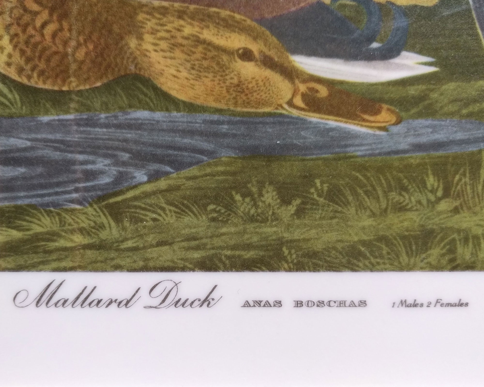 Mallard Ducks Tray Beige Melamine w/ John J. Audubon Print Graphics