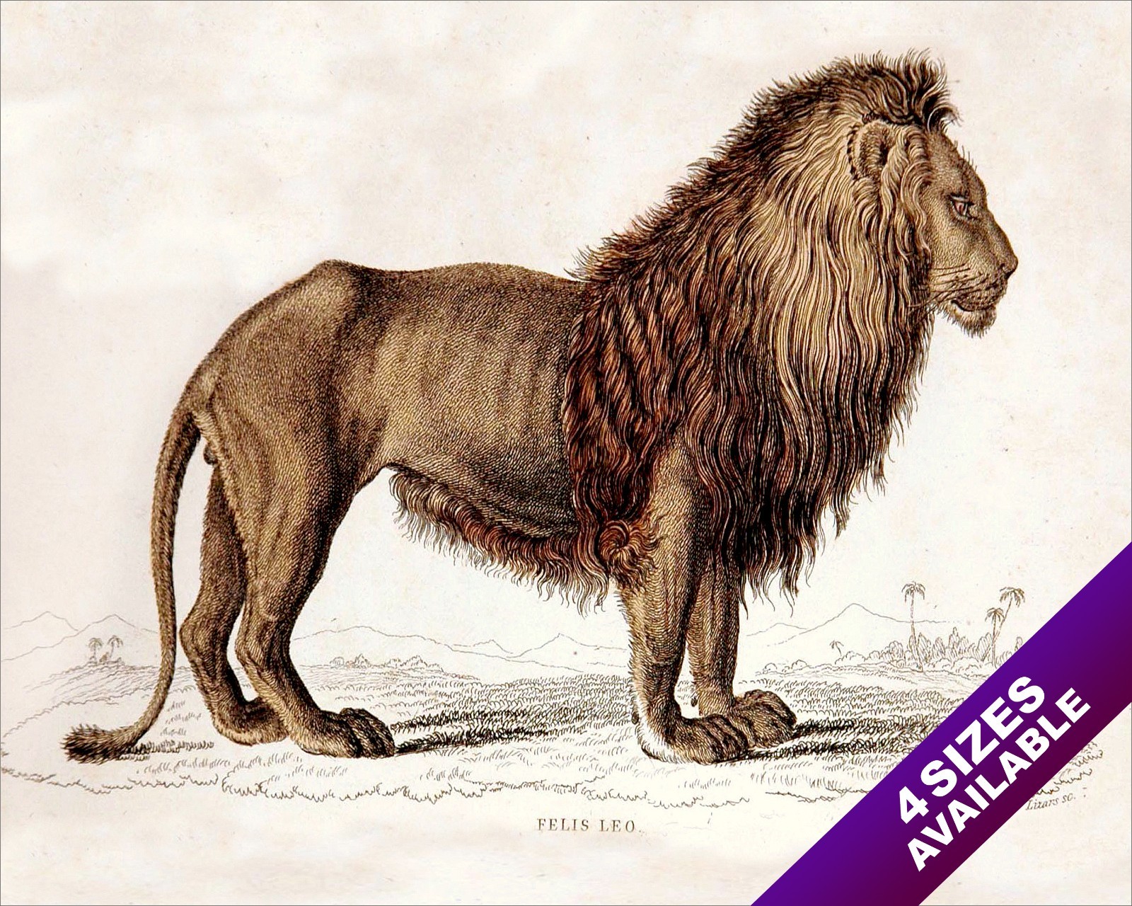 LEO MALE FELINE CAT LION ENGRAVING PAINTING ART REAL CANVAS GICLEE PRINT