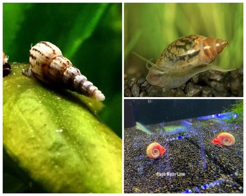 Combo 10+ Ramshorn Snails/Malaysian Trumpet Snails/Pond Snails.