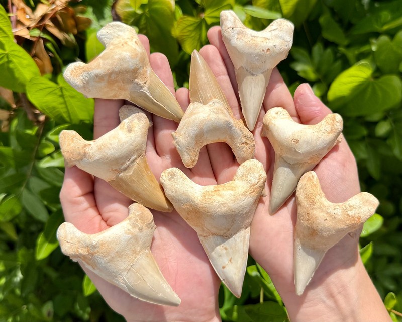 LARGE Shark Tooth Fossils, Natural Fossilized Shark Teeth - Choose