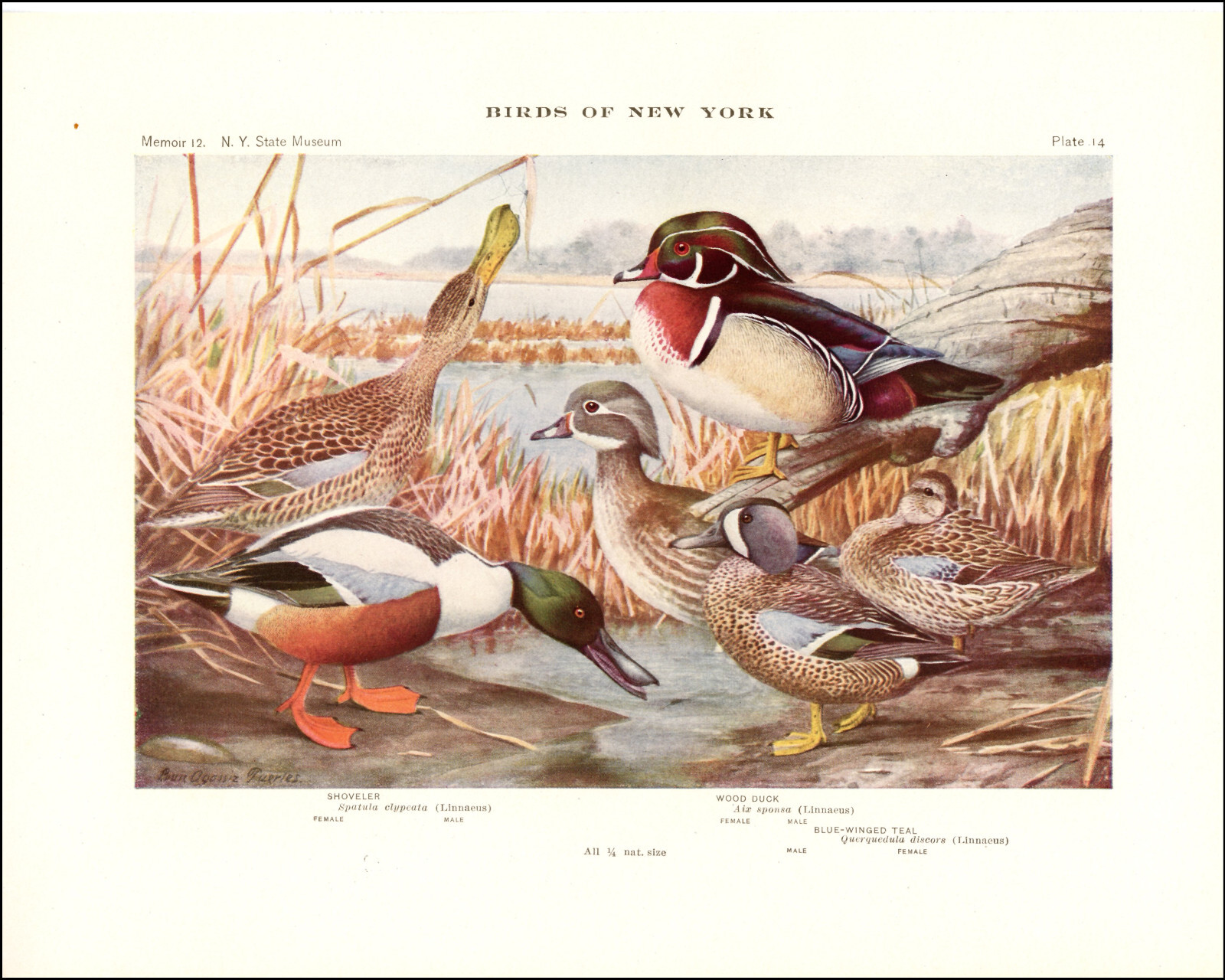 1914 Vintage Print Shoveler Wood Duck Ducks New York Bird