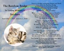 personalized rainbow bridge pet loss memorial poem dog cat