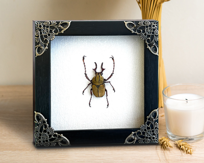 Beetle box outlet