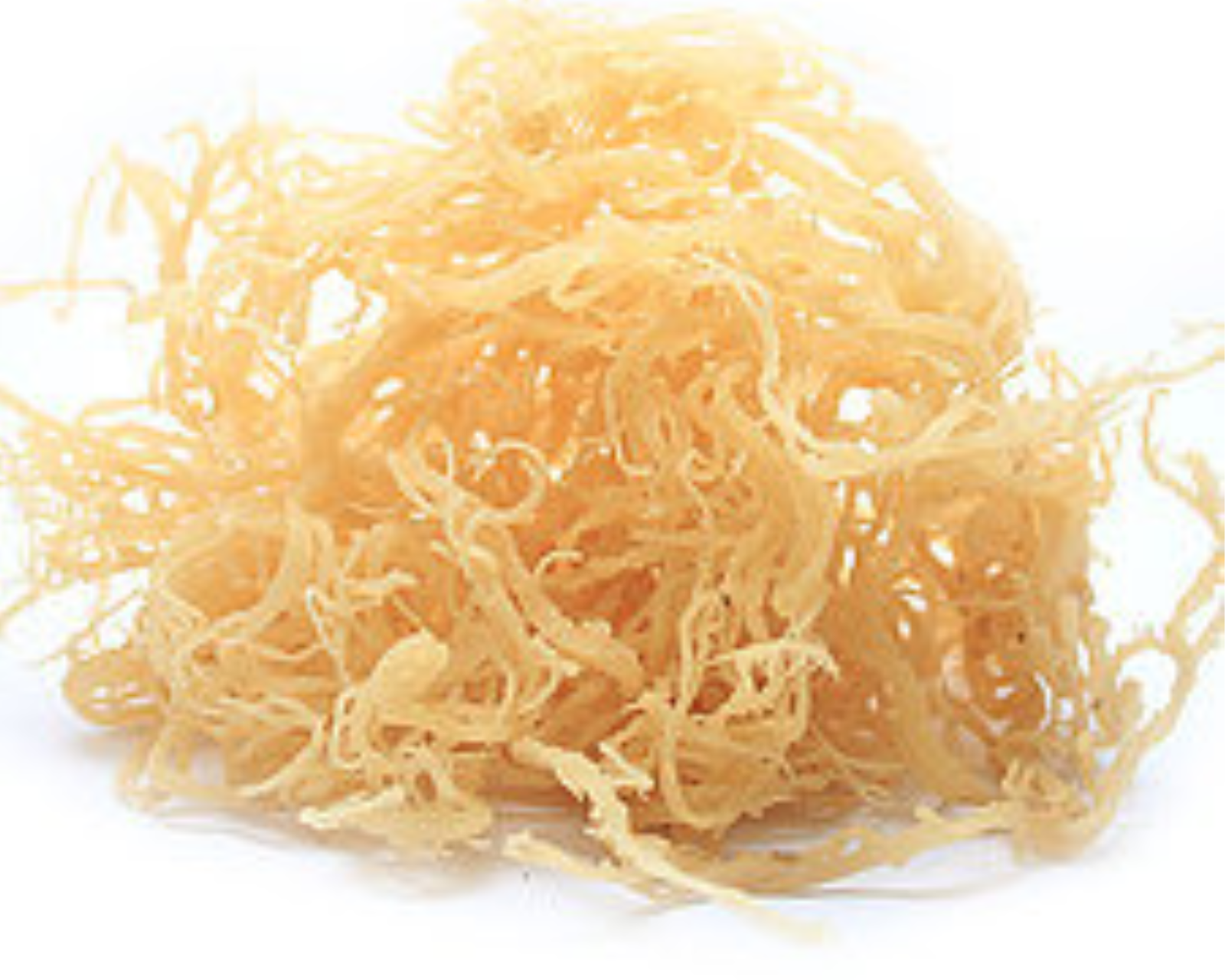 Rastarafi® Sea Moss Irish Moss (Bulk) | Raw Wildcrafted Seamoss Superfood