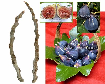 RARE "LEBANESE BLACK/PURPLE FIG TREE" (2) Fresh Cuttings - Vigorous & Prolific  