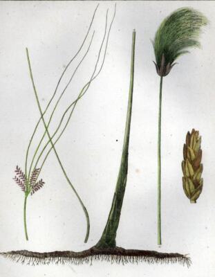 LE CYPERUS PAPYRUS gravure estampe illustration originale de botanique plante