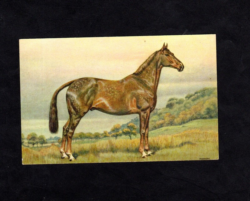 Carte Postale Cpa : Cheval , Alderson , NÂ° 145
