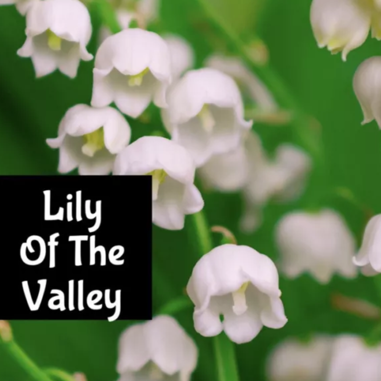 LILY OF THE VALLEY Roll Perfume Body Splash Scrub Lotion Hair Fragrance Bath Oil