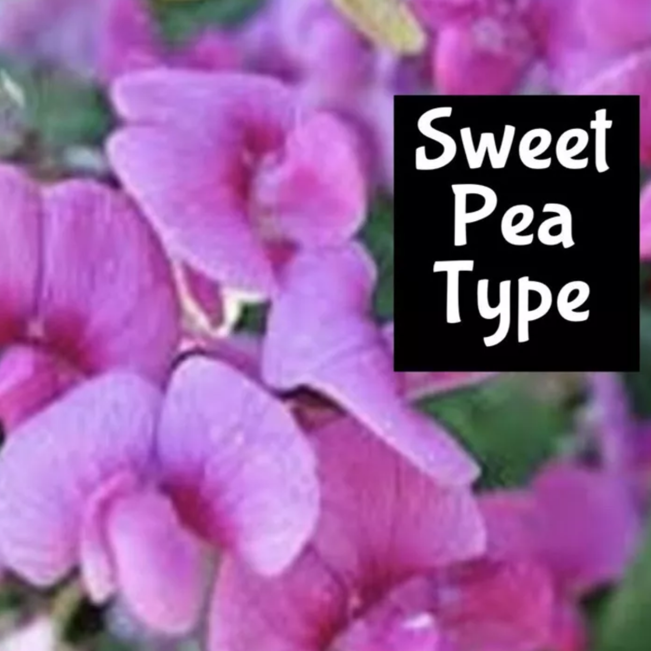 SWEET PEA BLOSSOM Perfume EDP Body Scrub Lotion Butter Hair Massage Bath Oil