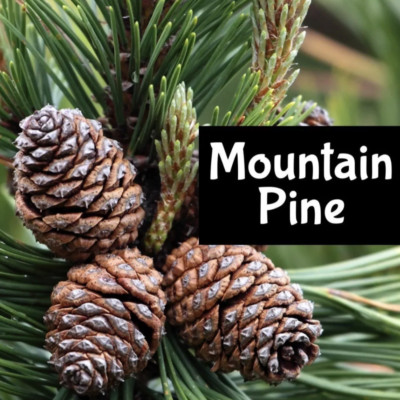 MOUNTAIN PINE Perfume Cologne Body Scrub Wash Lotion Spray Fragrance Bath Oil