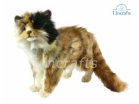 hansa cat