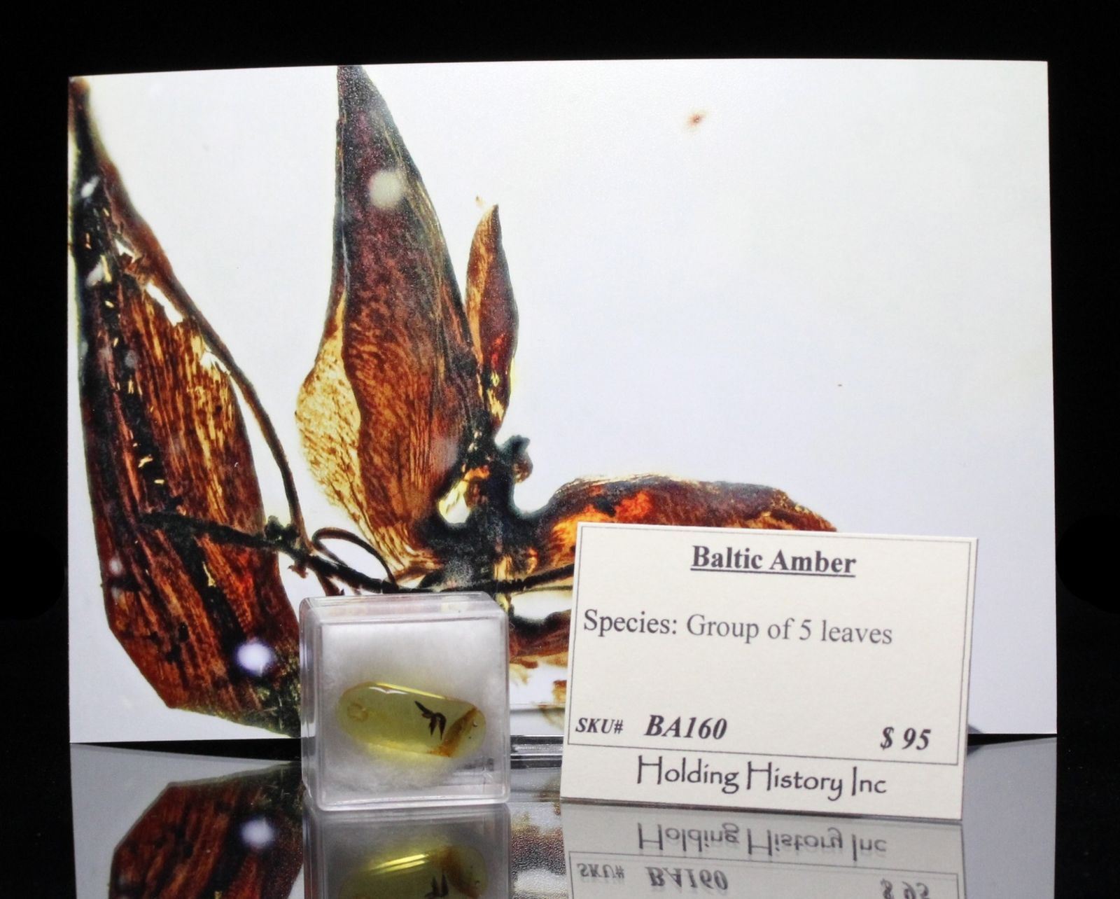 Baltic Amber, Botanical Inclusion, Beautiful group of 5 leaves