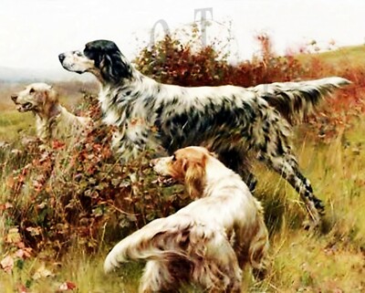 ANTIQUE BIRD DOG HUNTING REPRO 8X10 PHOTO PRINT 3  ENGLISH SETTERS ON POINT # 2