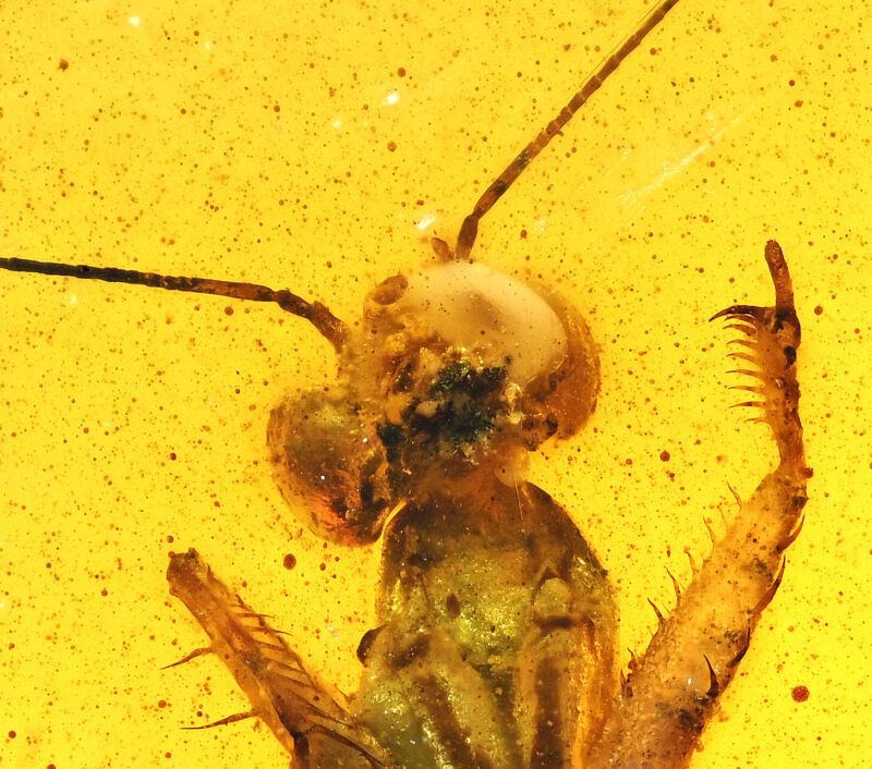 Rare Mantodea (Praying Mantis), Fossil inclusion in Burmese Amber