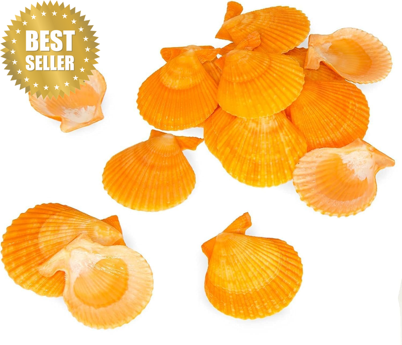 Scallop Shell Natural Seashell Ornaments Orange Color 25Pcs for Crafts Beach Wed