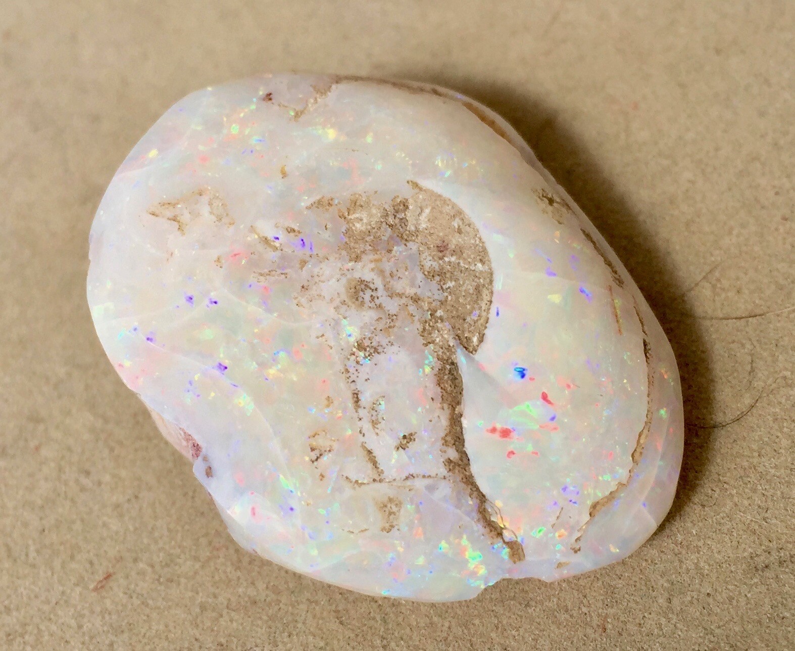 Australian Opal Fossil Shell 1 1/2