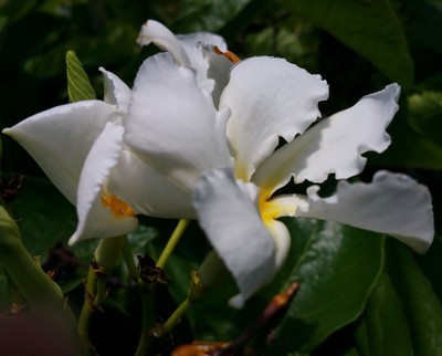 CLIMBING FRANGIPANI Plumeria Tropical White Yellow Fragrant Flowering Vine Plant