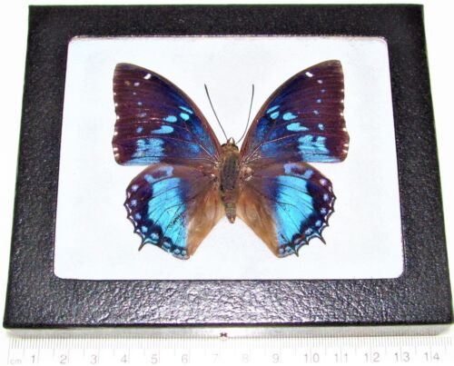 Charaxes smaragdalis REAL FRAMED BUTTERFLY BLUE AFRICA