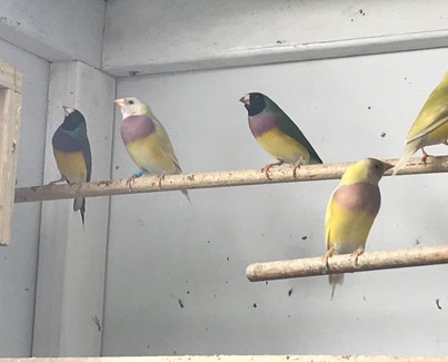 gouldian finches for sale | Birds | Gumtree Australia Free Local