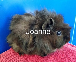 Fluffy black baby Abyssinian guinea pig | Other Pets | Gumtree