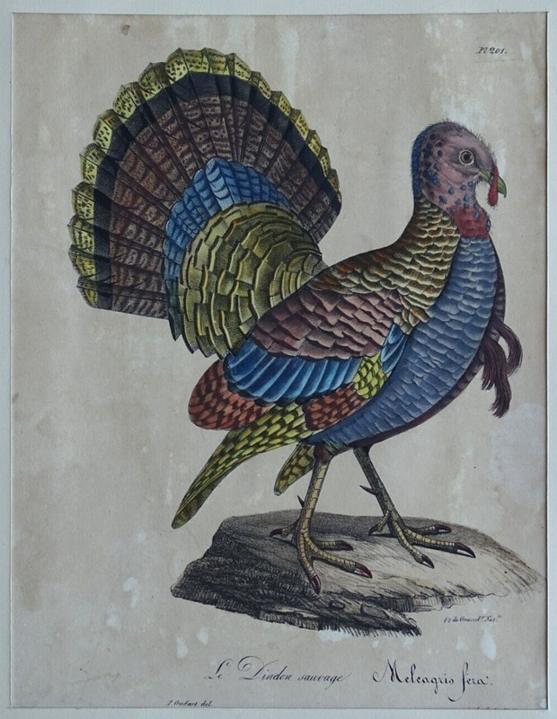 Vers 1830 Lithographie Originale Ancienne 19e Ornithologie Oudart Dindon Oiseau
