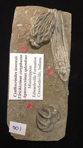 Cute Triple Fossil Crinoid