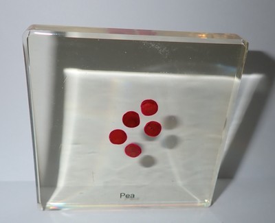 Snow Pea Seed 75 mm Amber Clear Square Lucite Slide Education Specimen SS75A