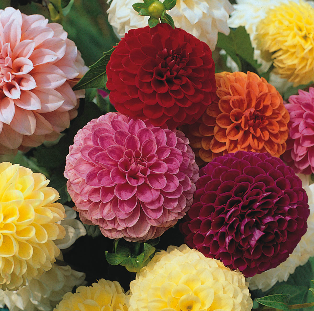 Dahlia Pompone Doubles mixed 150 seeds - Annual | eBay