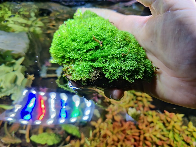 Riccia Dwarf 5x5cm  muschio Piante acquario Moss 5x5cm