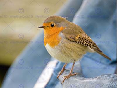 ROBIN BIRD RED BREAST PHOTO ART PRINT POSTER PICTURE BMP433B