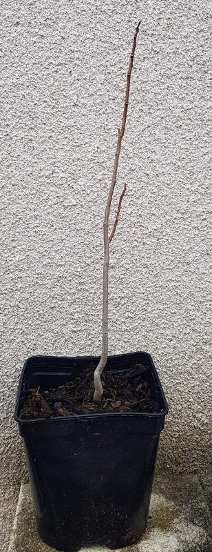 Asimina Triloba (Semis) / Asiminier / Conteneur De 2 Ã  2.9 Litres / Fruitier