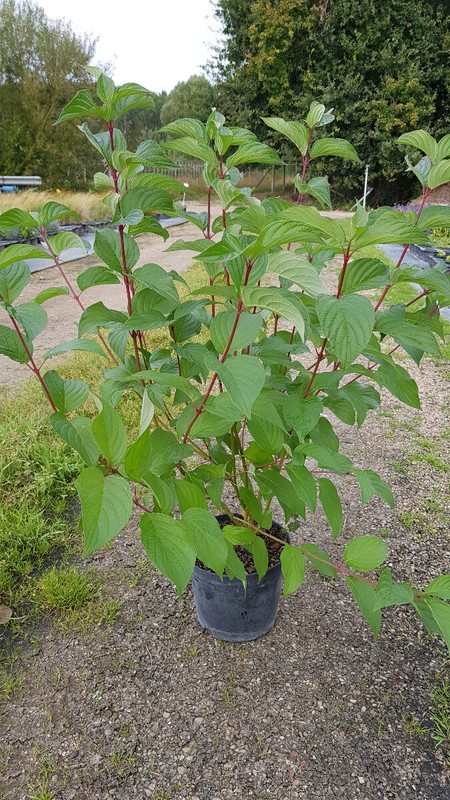 Cornus Alba / Cornouiller Blanc Ã  Bois Rouge / Conteneur De 3 Ã  4 Litres