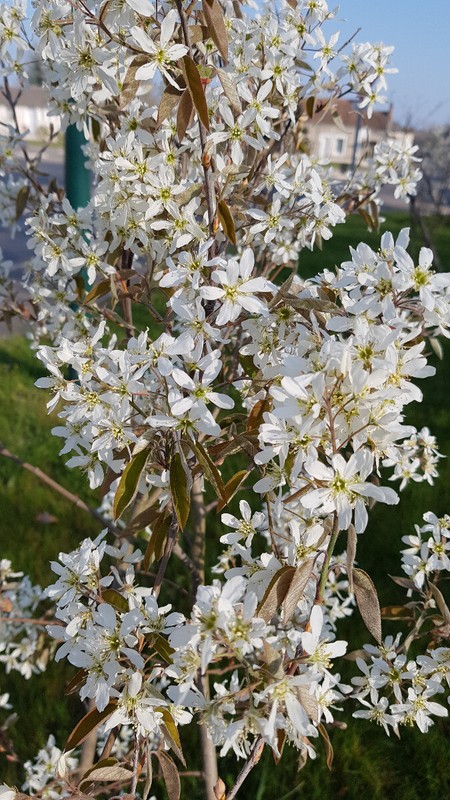 Amelanchier Canadensis 'Prince William' / AmÃ©Lanchier Du Canada / Conteneur D...
