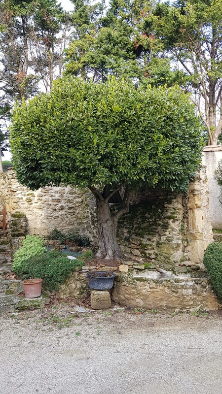 Laurus Nobilis / Laurier Sauce / Conteneur De 7 Ã  10 Litres / Aromatique