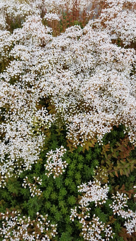 Sedum Album 'Coral Carpet' / Orpin Blanc / Conteneur De 2 Ã  2.9 Litres / Succ...