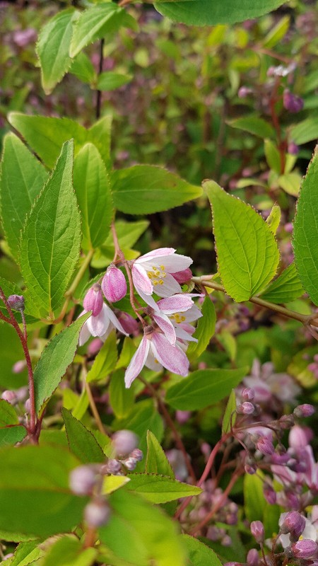 Deutzia X Rosea PwÂ® Yuki Cherry BlossomÂ® 'Ncdx2'  / Deutzie Compacte Ã  Fleurs...