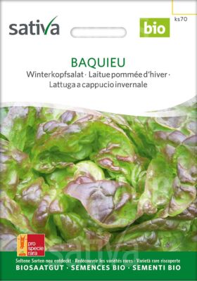 Bio Winterkopfsalat Baquieu rote kleinere Köpfe samenfestes Saatgut bio demeter
