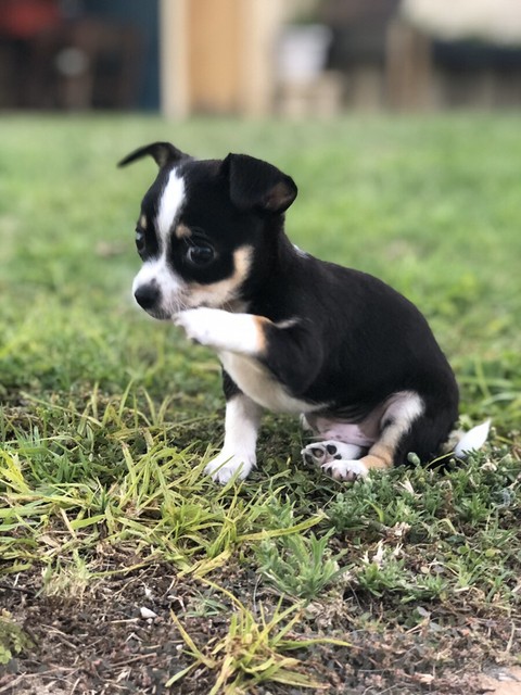 Chihuahua x mini toy poodle puppies for sale | Dogs ...