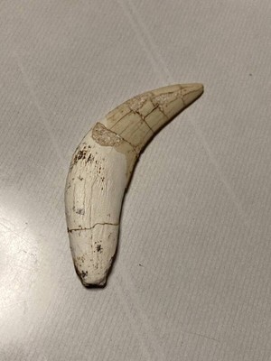 Saber-toothed tiger fang fossil