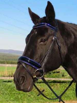 FSS STELLAR Curve BLUE CRYSTAL RHINESTONE Bling PIPING Comfort PATENT Bridle New