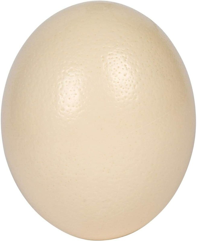 Premium High Quality Blank Ostrich Egg Shell for Crafts, Decoration, Paintings