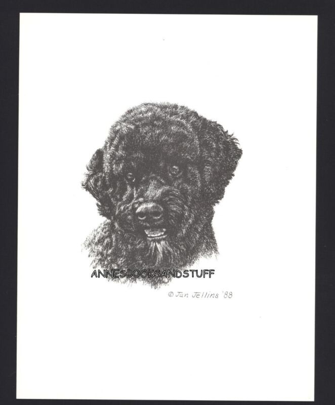 #406 PORTUGUESE WATER DOG *  dog art print * Pen and ink drawing * Jan Jellins