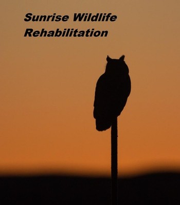 Sunrise Wildlife Rehabilitation Inc.