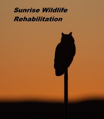 Sunrise Wildlife Rehabilitation Inc.