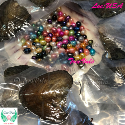 5 To 10 Freshwater Oysters With Unicorn Pearls 8 to 10+mm Longest Length - USA