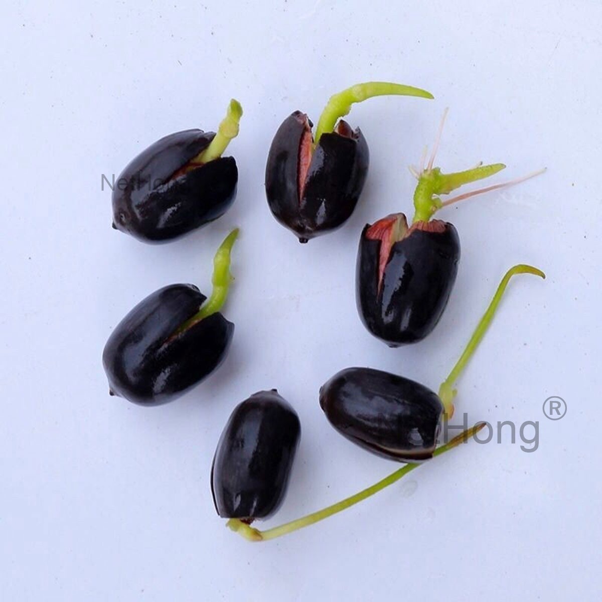 Sprouted lotus seeds